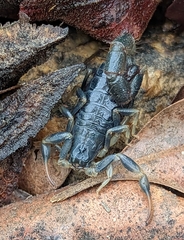 Uroplectes flavoviridis