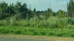 Campuloclinium macrocephalum