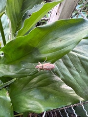Naupactus xanthographus