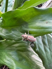 Naupactus xanthographus