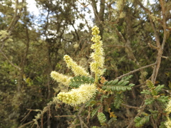 Weinmannia tomentosa