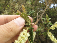 Weinmannia tomentosa
