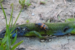 Nicrophorus vespillo