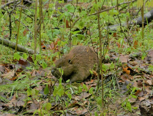 American Beaver photographed in Georgia