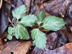 Cardamine diphylla