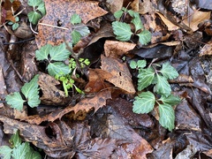 Cardamine diphylla