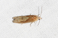 Eucosma fulvana