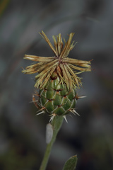 Centaurea drabifolia