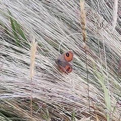 Argyrophenga antipodum