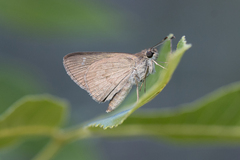 Cymaenes lepta