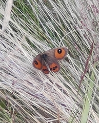 Argyrophenga antipodum