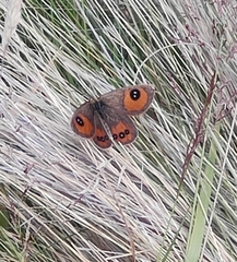 Argyrophenga antipodum