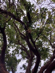 Lophostemon confertus