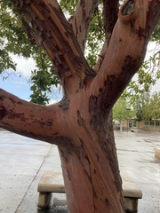 Lophostemon confertus