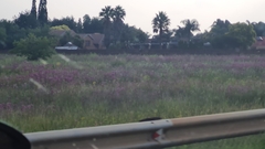 Campuloclinium macrocephalum