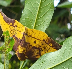 Eacles imperialis anchicayensis