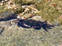 Pachygrapsus socius