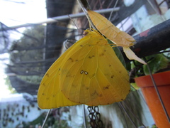 Phoebis philea