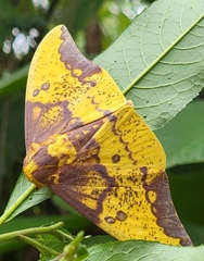 Eacles imperialis anchicayensis