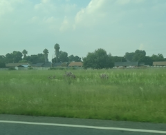 Campuloclinium macrocephalum