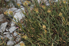 Centaurea drabifolia