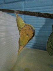 Phoebis philea