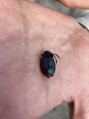 Calosoma schayeri