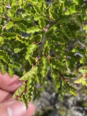 Nothofagus antarctica