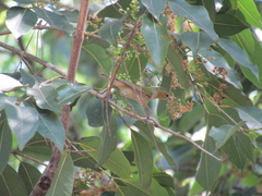 Leiothlypis peregrina