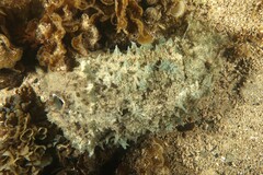 Dolabella auricularia