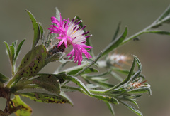 Centaurea patula