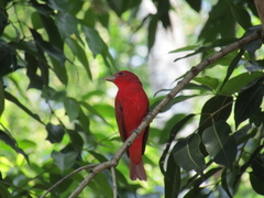 Piranga rubra