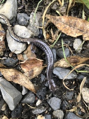 Plethodon richmondi