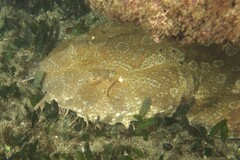 Orectolobus maculatus