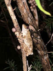 Litoria rothii