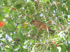 Turdus grayi