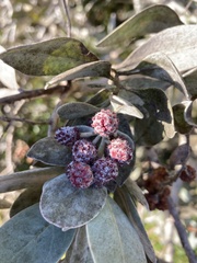 Conocarpus erectus sericeus