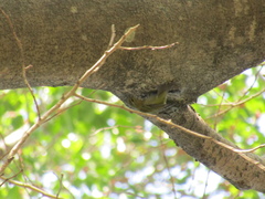 Leiothlypis peregrina