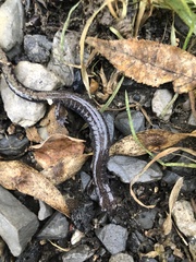 Plethodon richmondi
