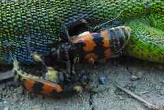 Nicrophorus vespillo