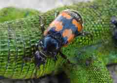 Nicrophorus vespillo