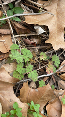 Geranium carolinianum
