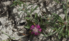 Centaurea patula