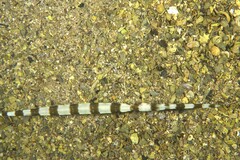 Fistularia commersonii