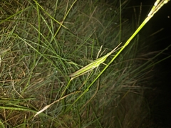 Acrida conica