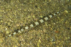 Fistularia commersonii