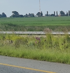 Campuloclinium macrocephalum