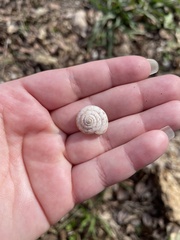 Anguispira strongylodes