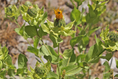 Centaurea polypodiifolia