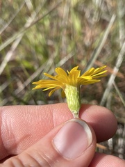 Pityopsis tracyi